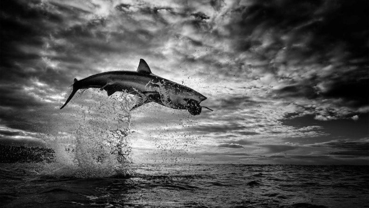 Гэрэл зурагчин Крис Фаулуз “Сувд” гэх нэртэй акулын зураг