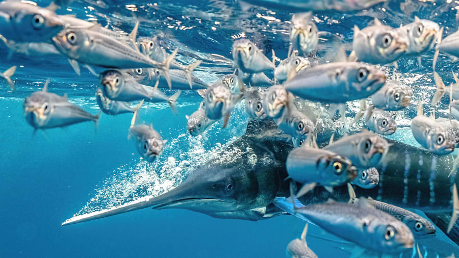 АНУ-ын иргэн Карим Илиягийн "A striped marlin in a high speed hunt in Mexico" хэмээх зураг