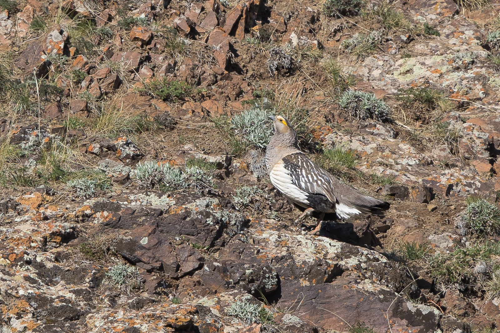  Altai Snowcock (Tetraogallus altaicus) Алтайн хойлог. Зургийг Л.Жаргал