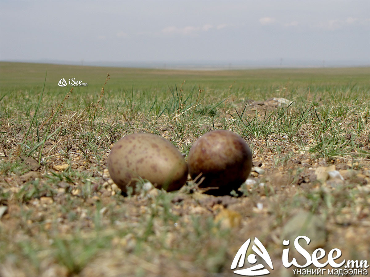 Зургийн эх сурвалж: Монголын Шувуу Хамгаалах Төв 