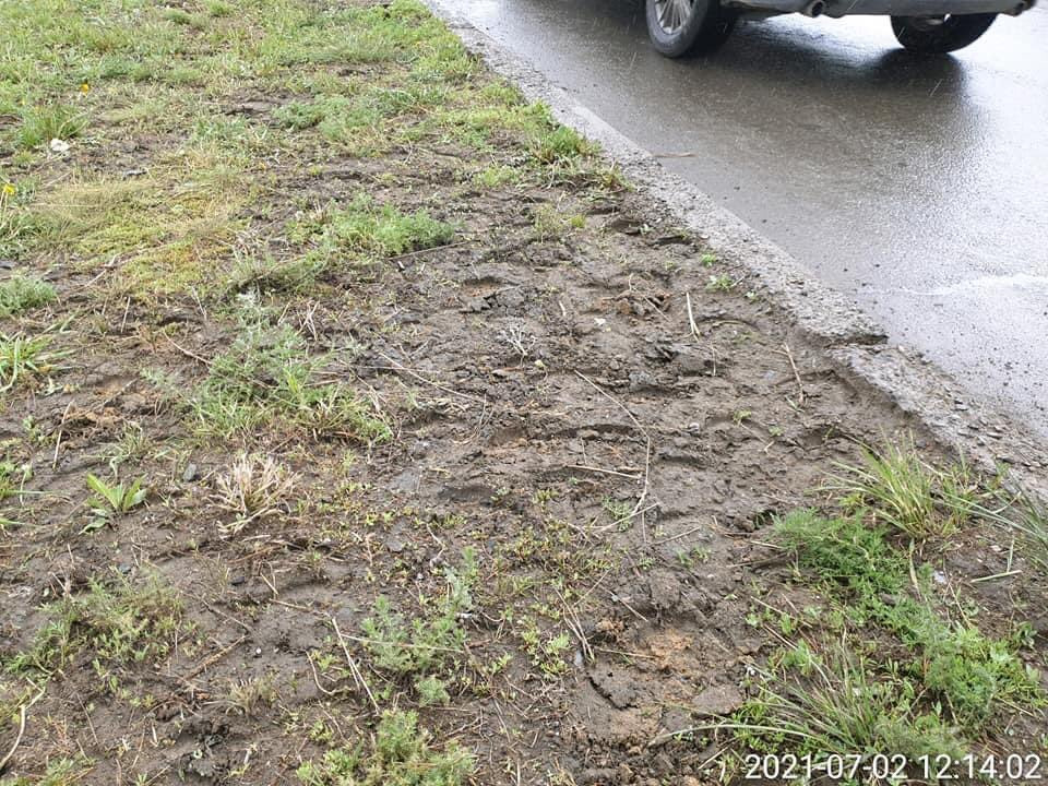 Яармагийн авто замын ногоон байгууламж