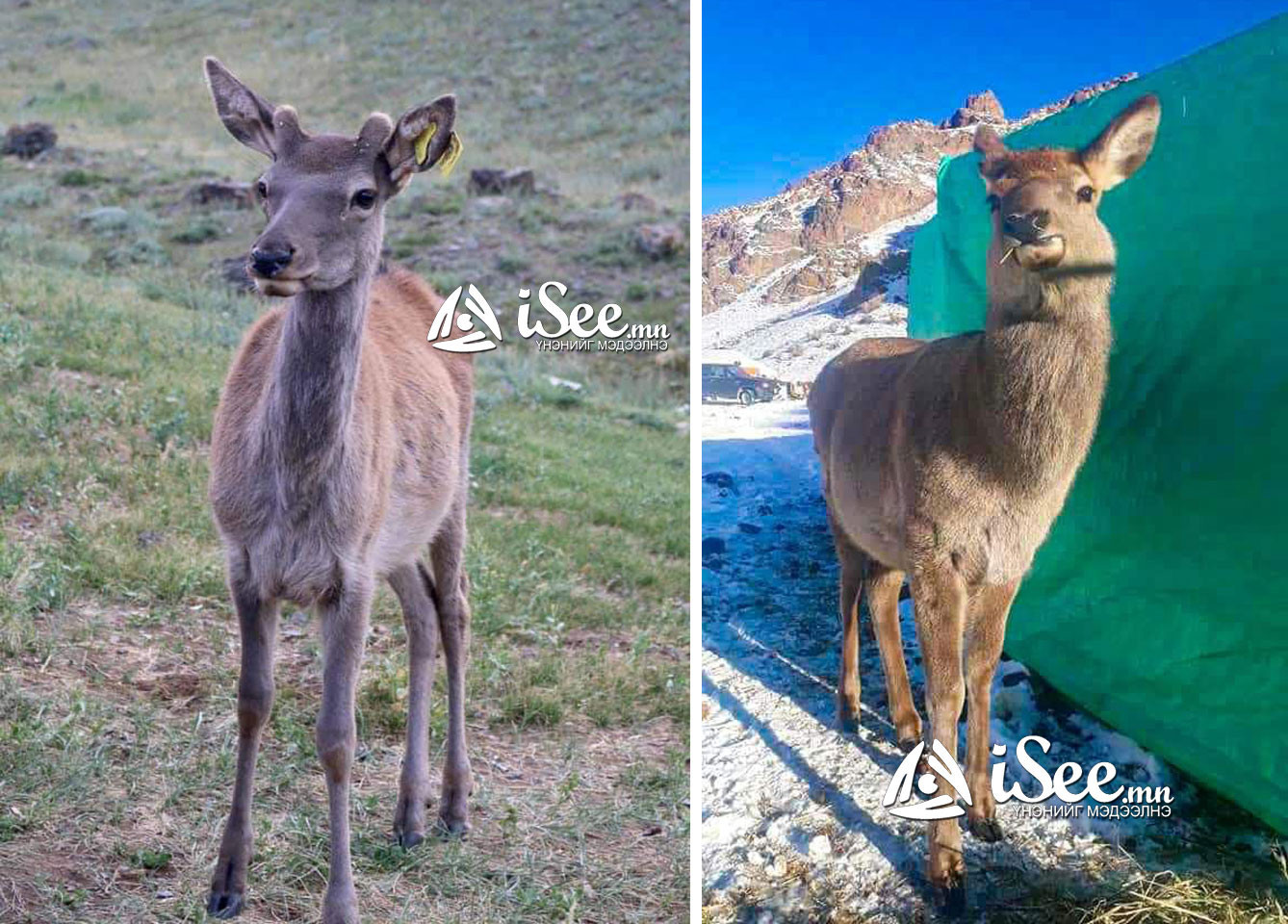 Коко хэмээн нэрлэдэг согоо