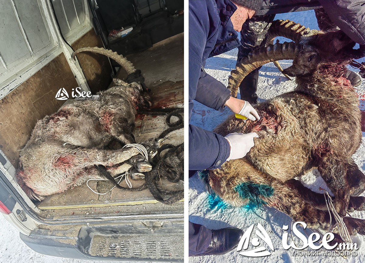 Зэрлэг нохдод уруулсан Янгирт анхны тусламж үзүүлсэн боловч шархаа даахгүй үхсэн байна