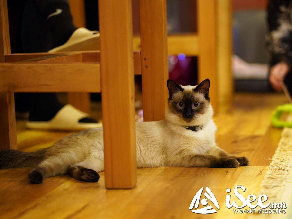 "Cat cafe"-н муур