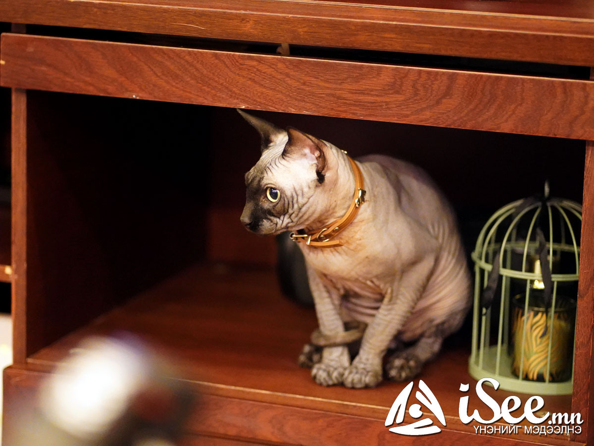 "Cat cafe"-н муур