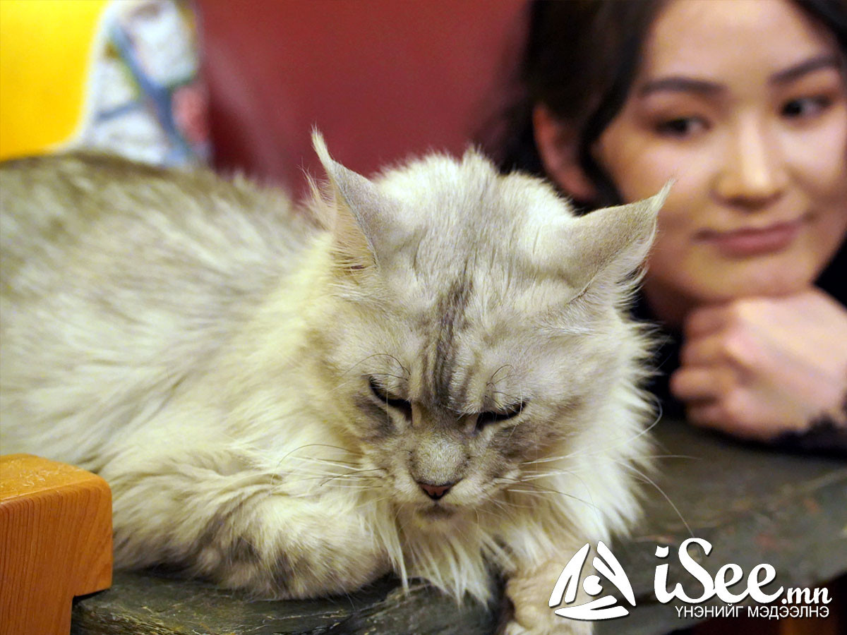"Cat cafe"-н муур