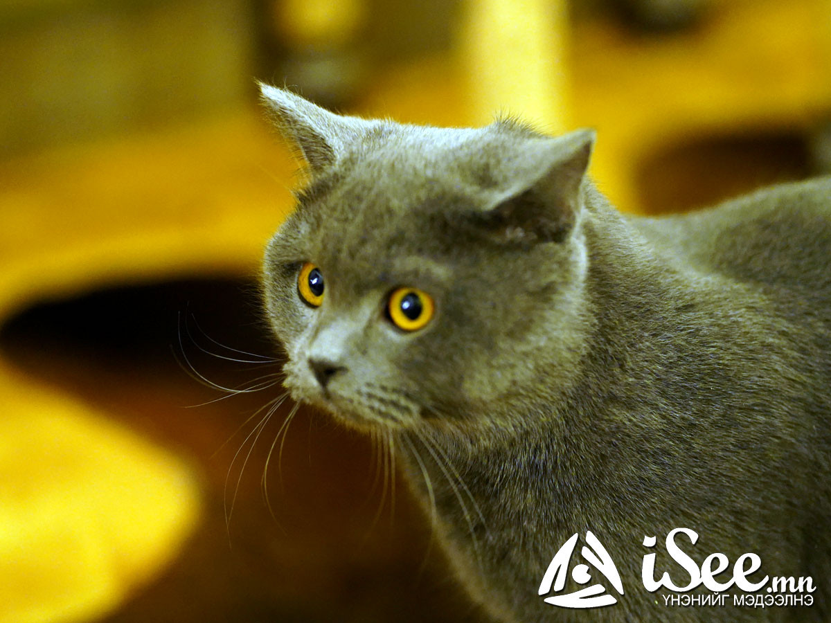 "Cat cafe"-н муур