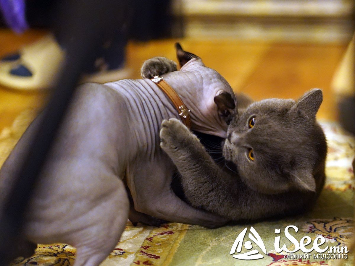 "Cat cafe"-н муур