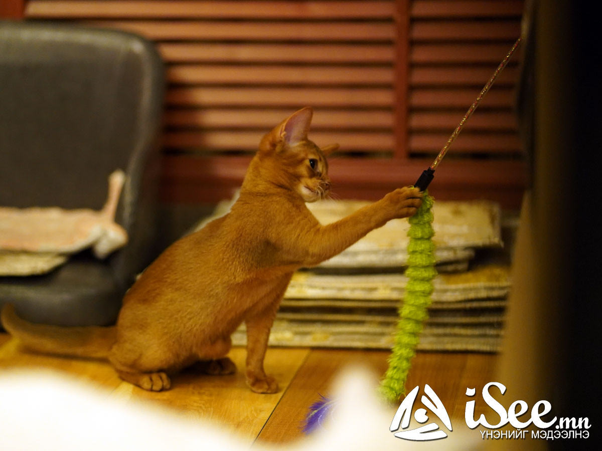 "Cat cafe"-н муур