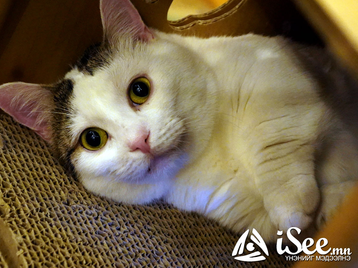 "Cat cafe"-н муур