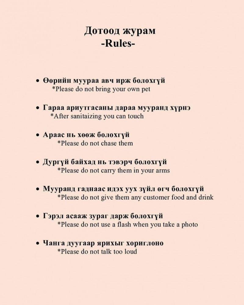 "Cat cafe"-н журам