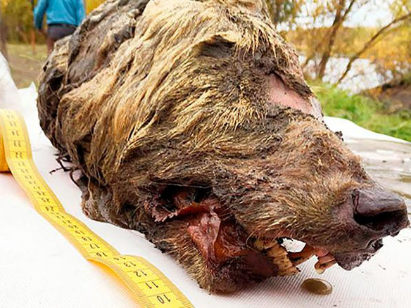 CNN: 40.000 жилийн настай чонын толгой Сибирийн мөнх цэвдэгээс олджээ