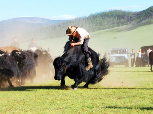 “Монгол сарлаг” фестивалийг наймдугаар сард зохион байгуулна