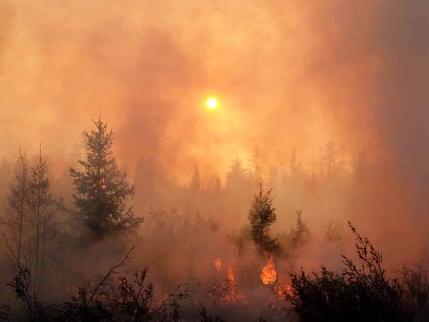 ОХУ-д гарсан ойн түймрийн талбай 2,4 сая га болон буурчээ