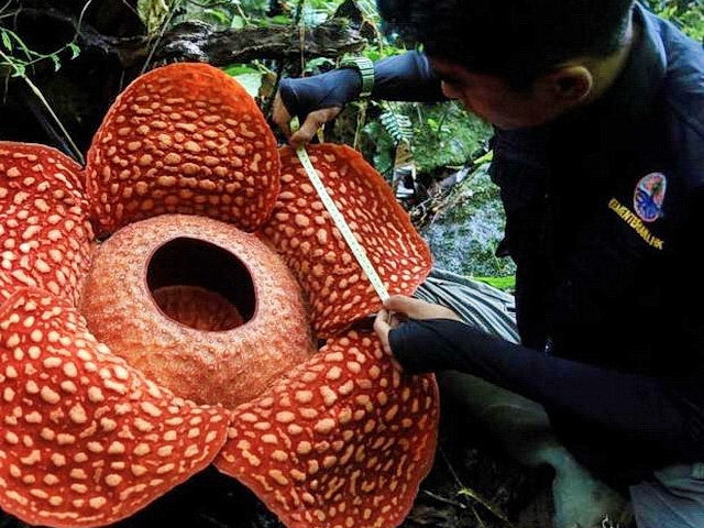 Индонезод дэлхийн хамгийн том цэцэг ургажээ