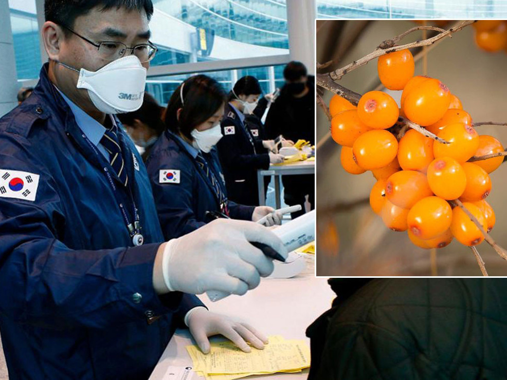 БНСУ-ын эрдэмтэд “Чацаргана жимснээс коронавирусийг дарангуйлдаг биет” илрүүлжээ