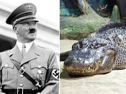 Гитлерийнх байж магадгүй матар 84 насандаа Москвагийн амьтны хүрээлэнд үхжээ