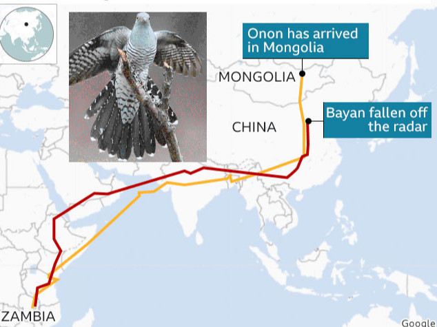 Монголоос ниссэн Онон нэртэй хөхөө шувуу 12000 км замыг туулж амжилттайгээр эргэн ирснийг BBC агентлаг онцолжээ