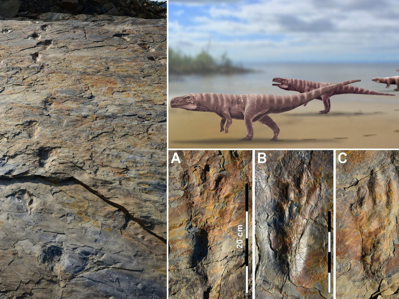 110 сая жилийн өмнө амьдарч байсан матрын чулуужсан мөрийг олжээ