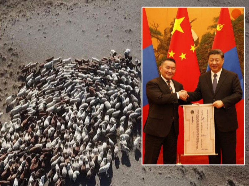 БНХАУ-д бэлэглэсэн 30 мянган толгой хонь Монголоос гараагүй байна