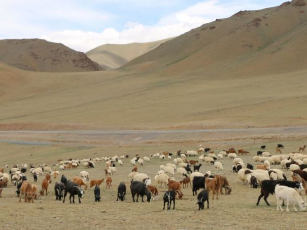 Монголын нийт нутаг дэвсгэрийн 76.9 хувь нь хөрсний доройтолд өртжээ