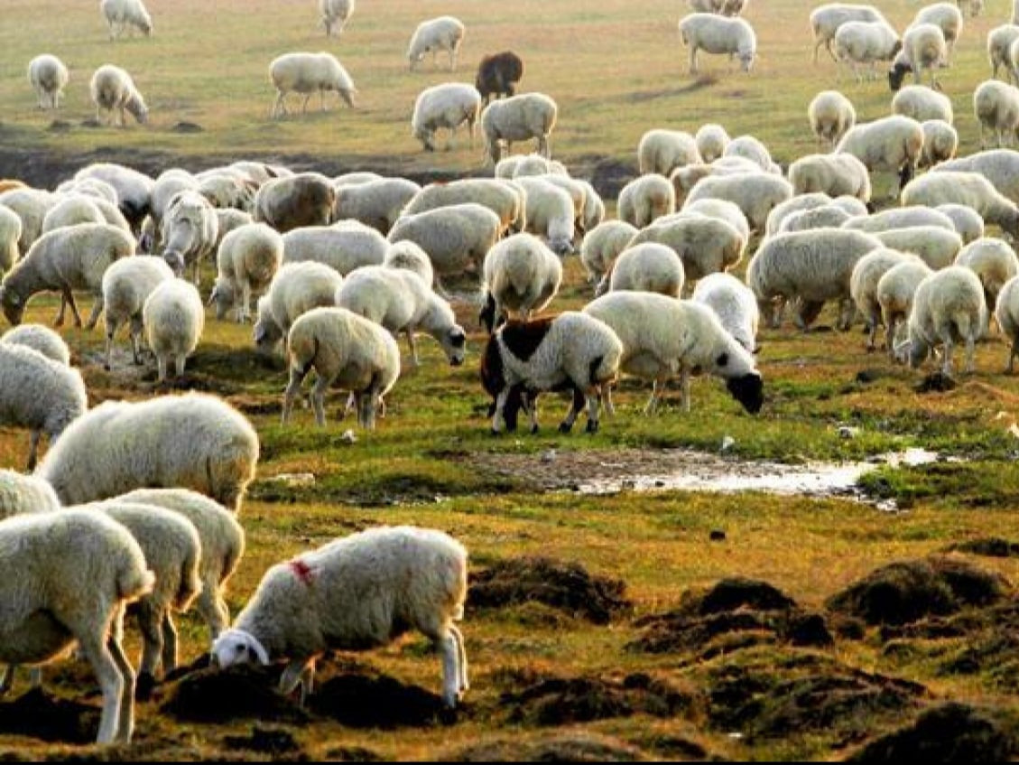 30 мянган хонийг бүрдүүлэхдээ Сүхбаатар аймгийн зарим малчдад ТӨЛБӨРИЙГ нь төлөөгүй