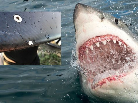 Хүн рүү дайрсан аварга загас "усны тавцан"-г хазаж, шүдээ хугалаад буцжээ