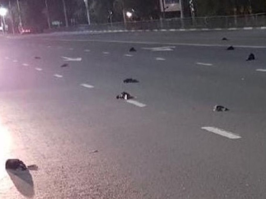 ВИДЕО: ОХУ-ын Балаково хотод олон тооны шувууд үхэж эхэлжээ