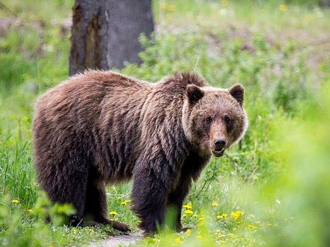 Аляскийн цэцэрлэгт хүрээлэнд баавгай хүн рүү дайрч, амийг нь хөнөөжээ