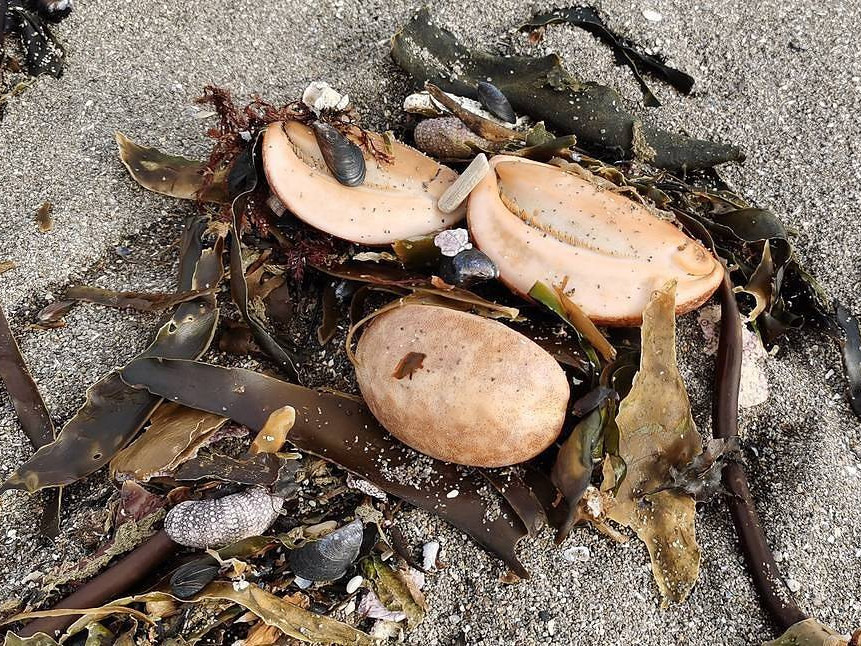 ВИДЕО: Камчаткийн далайгаас олон мянган амьтан хордсоны улмаас эрэг дээр гарч үхжээ