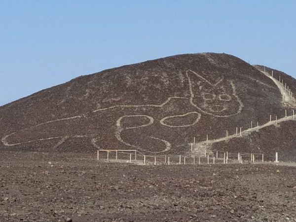 Перугийн Назка цөлөөс амарч буй муурны томоохон дүрсийг илрүүлжээ