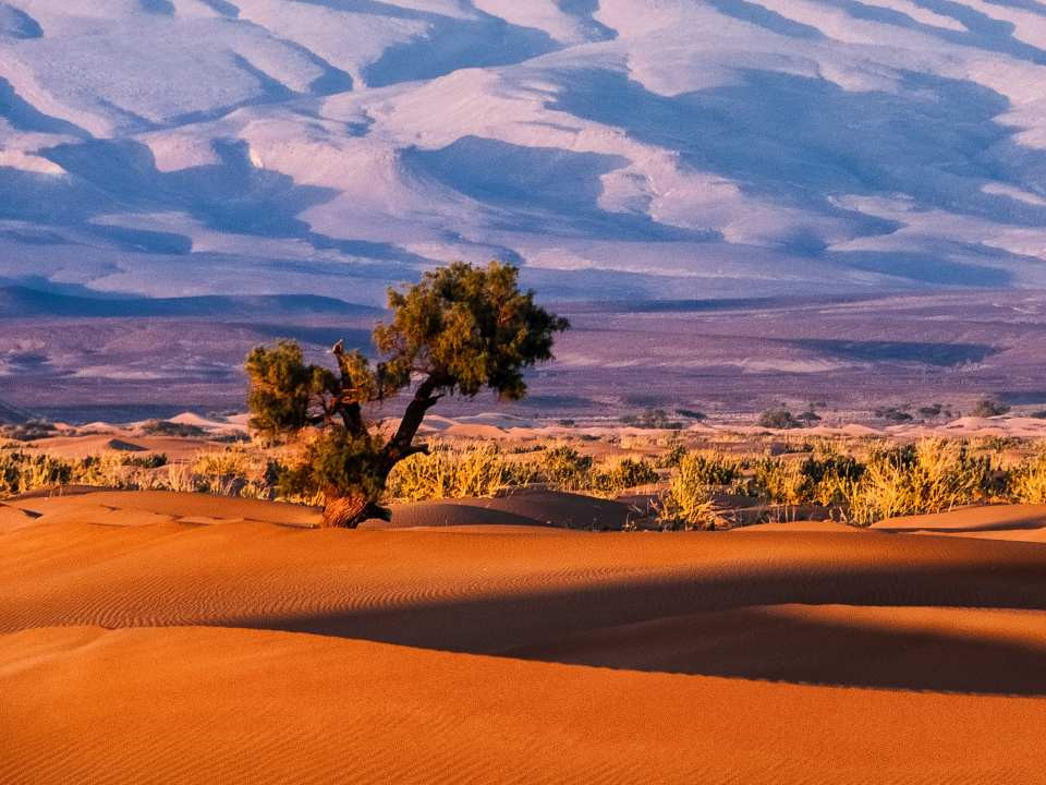 НАСА сансраас Сахарын цөлийн модыг тоолжээ