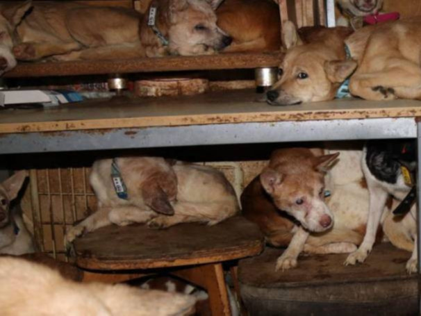 Турж, эцсэн 164 нохойг жижиг байшинд хууль бусаар үржүүлж, тэжээж байсныг илрүүлжээ