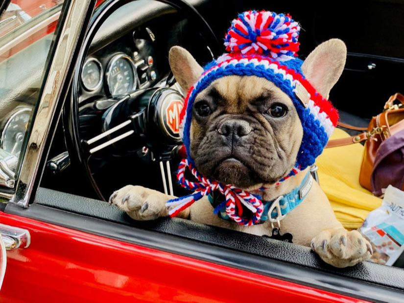 АНУ-ын “Раббит Хаш” хотын даргаар франц бульдог нохой сонгогджээ