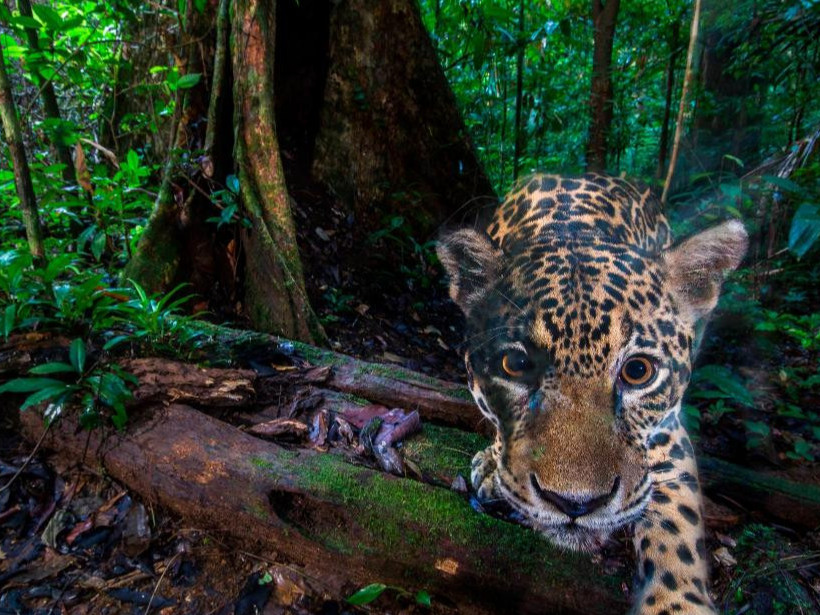  ФОТО: Нууц камерт өртсөн зэрлэг амьтад
