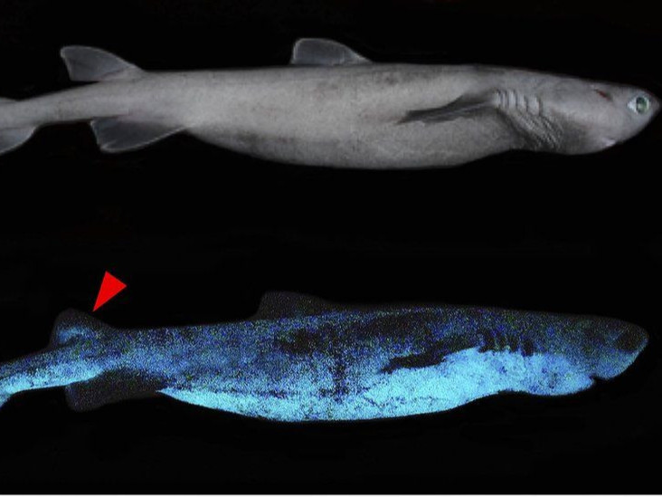 Судлаачид гэрэлтдэг акулын гурван шинэ зүйлийг далайн гүнээс илрүүлжээ