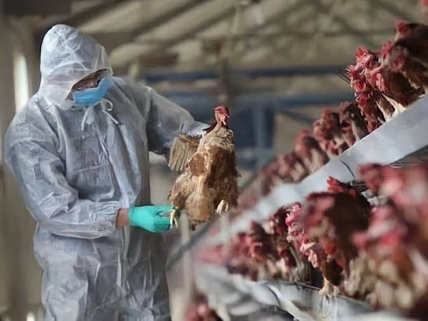 Хятадад шувууны ханиадны шинэ омог H10N3 халдвар бүртгэгджээ