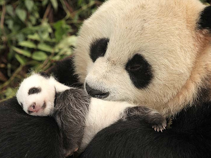 Японы амьтны хүрээлэнд ихэр панда төржээ