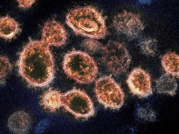 Зүүн Азид 20 мянган жилийн өмнө коронавирусийн өөр нэг халдвар тархаж байсан гэв