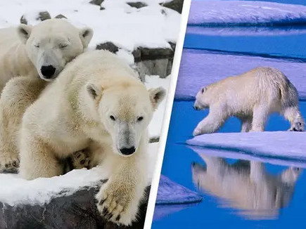 Антарктидын мөс хайлах тусам цагаан баавгай цус ойртож, амьдрах чадвараа алдаж байна