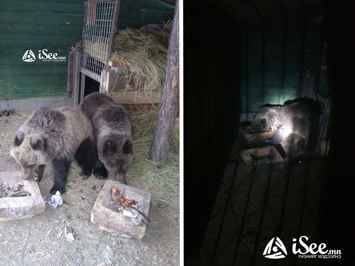 Догшин хар, Номхон бор, Гэмшил гурав "ах, дүү" болж, үүрэндээ хамт унтдаг болжээ