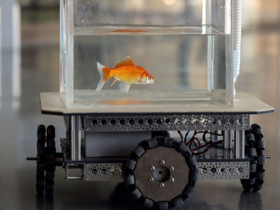ВИДЕО: Эрдэмтэд алтан загасаар жолооддог машин зохион бүтээж, хуурай газраар аялуулж байна