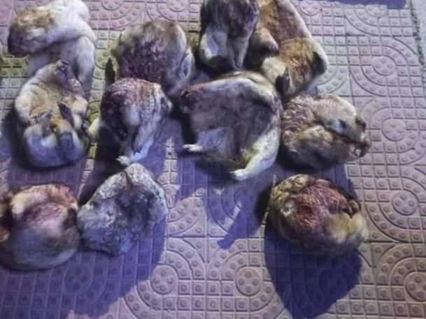 Хөлдөөсөн тарвага тээвэрлэж явсныг илрүүлжээ