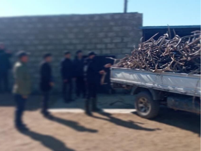 Ой хээрийн түймрээс сэргийлэхийн тулд бугын эвэр түүж бэлтгэхийг нэг жилийн хугацаатай хориглов
