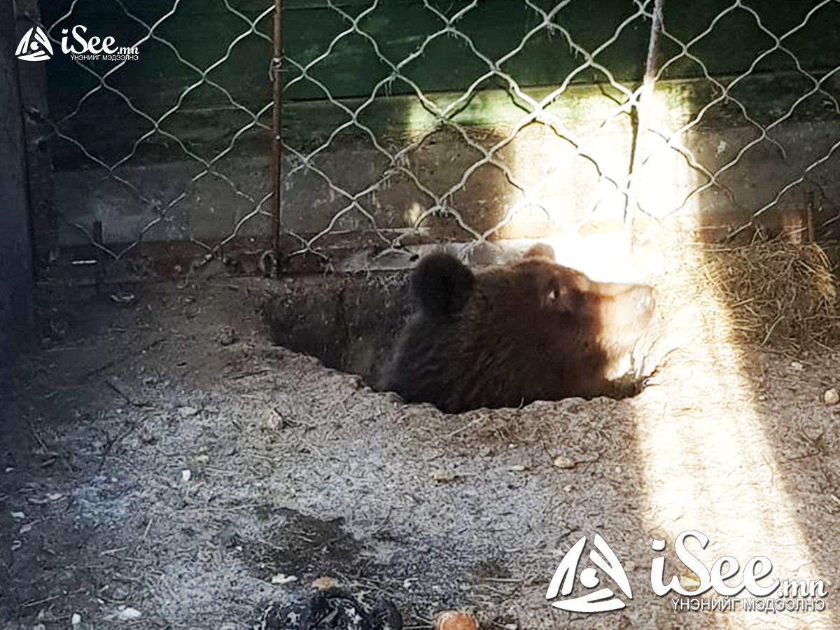 ВИДЕО: "Гэмшил" нэртэй баавгайн бамбарууш зохиомол үүрэндээ ичээд, сэржээ