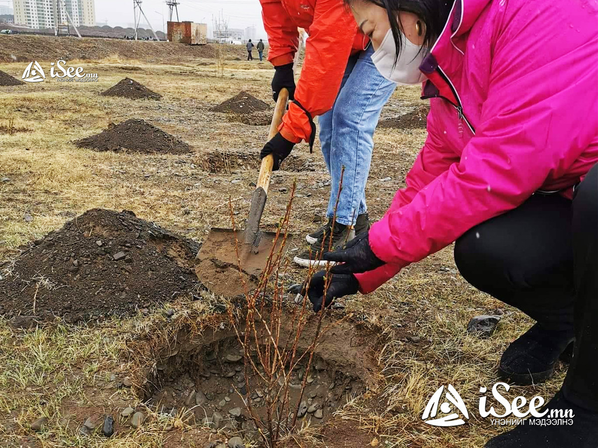 "Түмэн мод тарих үндэсний хөдөлгөөн"-д Mонгол Хятадын "Найрамдал" сургуулийнхан нэгдэж мод тарилаа