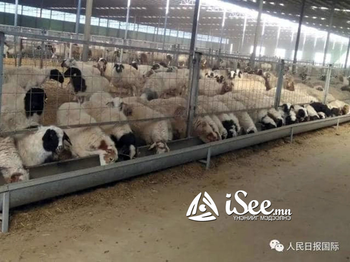 ШУУРХАЙ: БНХАУ Монголоос хонь, ямаа импортлохоо түр хугацаагаар зогсоолоо