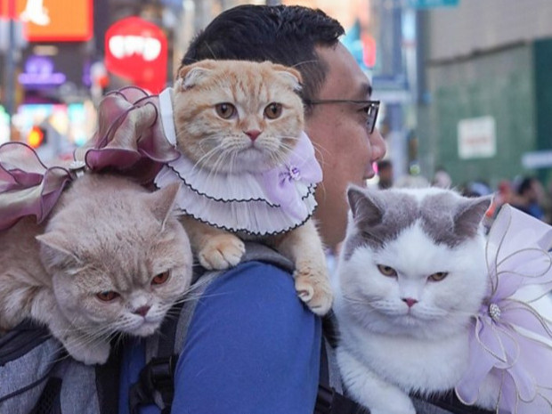 Нью-Йоркийн хуульч залуугийн адал явдалд дуртай гурван муур дэлхийн "Аялагчид" болжээ