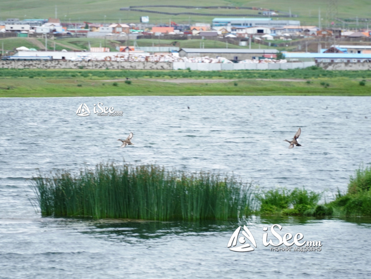 ФОТО: Ховордож буй шувуудын нутаглаж буй Гүн-Галуут орчмын ус намгархаг газрыг хамгаалах төсөл хэрэгжиж эхэллээ