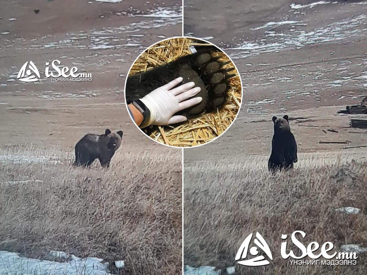 Сэлэнгэ аймгийн Ерөө суманд айлын үхрийг баавгай барьсан тохиолдол гарчээ